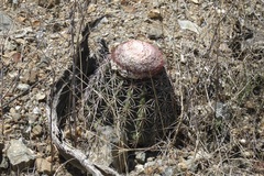 Melocactus peruvianus