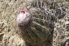 Melocactus peruvianus