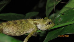Gonocephalus kuhlii