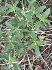 Ocimum filamentosum