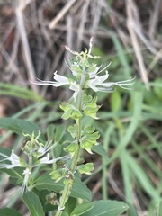 Ocimum filamentosum