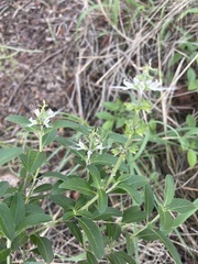 Ocimum filamentosum