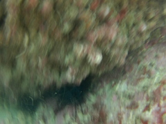 Echinometra vanbrunti