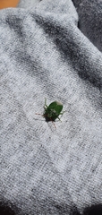 Sinopla perpunctatus