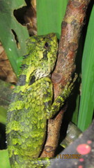 Gonocephalus kuhlii