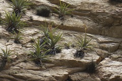 Tillandsia latifolia