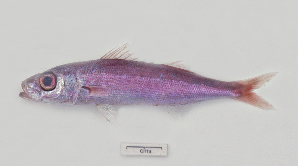 Hawaiiaanse roodbaitvis (Emmelichthys struhsakeri) — Emmelichthyidae