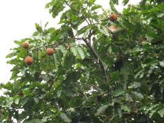 Bertholletia excelsa