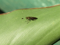Atoniomyia