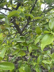 Artabotrys brachypetalus