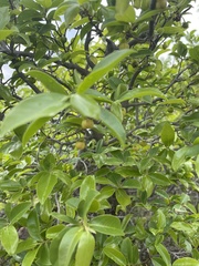 Artabotrys brachypetalus