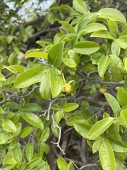 Artabotrys brachypetalus