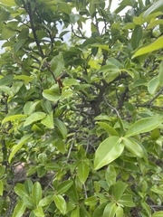 Artabotrys brachypetalus