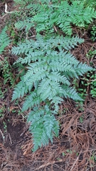 Dryopteris azorica