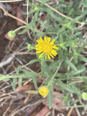 Felicia mossamedensis