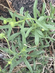 Felicia mossamedensis