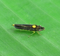 Acrogonia nigriceps