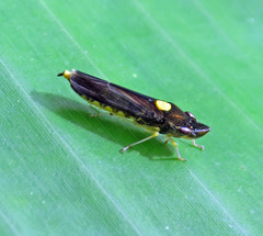 Acrogonia nigriceps