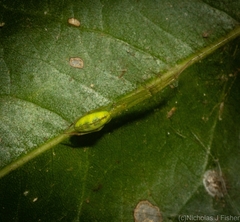 Miagrammopes flavus
