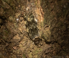 Barea subviridella
