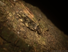 Barea subviridella