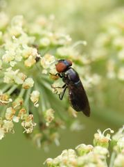 Chrysogaster solstitialis