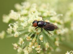 Chrysogaster solstitialis