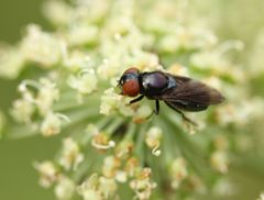 Chrysogaster solstitialis