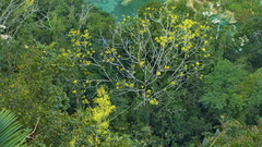 Roseodendron donnell-smithii