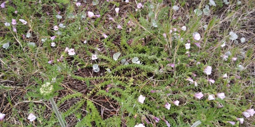 Calibrachoa scabridula