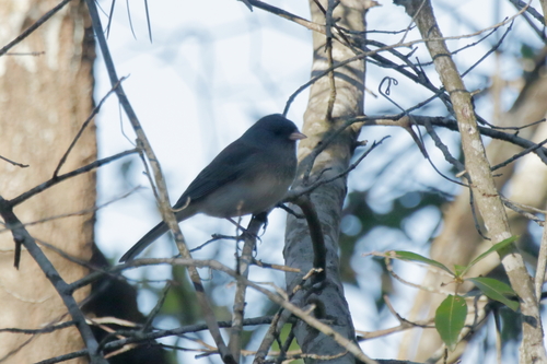 Dark-eyed Junco photographed in Mississippi