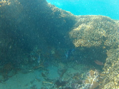 Neoniphon suborbitalis