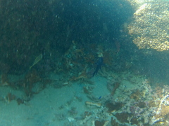 Neoniphon suborbitalis