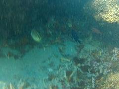 Neoniphon suborbitalis