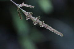 Tectaria zeilanica