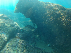 Neoniphon suborbitalis