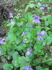 Viola uliginosa