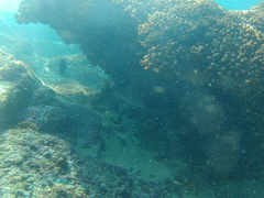 Neoniphon suborbitalis
