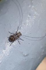 Exillis