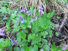 Viola uliginosa