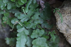 Tectaria zeilanica