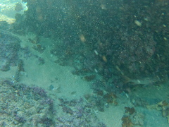 Neoniphon suborbitalis
