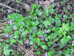 Viola uliginosa