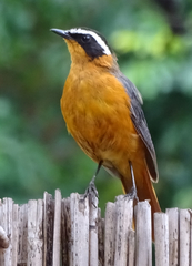 Cossypha heuglini heuglini