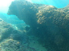 Neoniphon suborbitalis