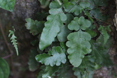 Tectaria zeilanica