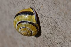 Cepaea nemoralis