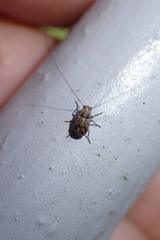 Exillis