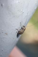 Exillis
