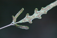 Tectaria zeilanica